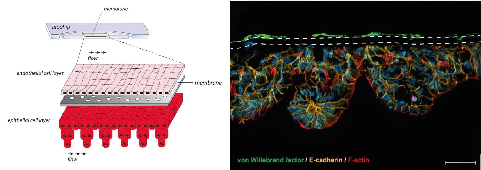 Intestine-on-chip images from the linked article