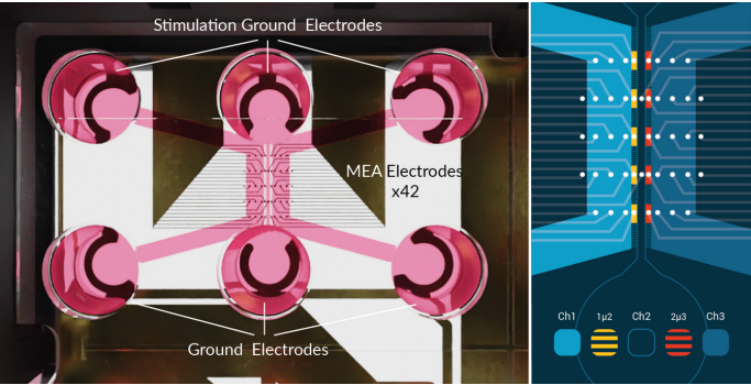 Zoom of the electrodes in the DuaLink MEA plate from NETRI.