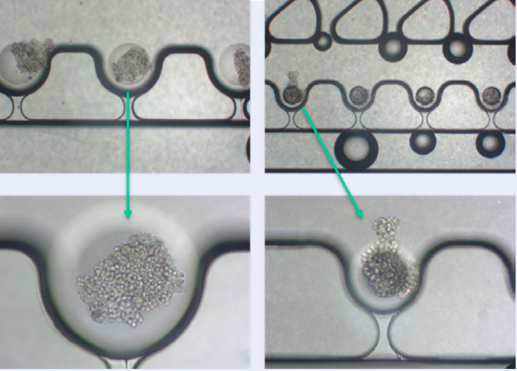 Exemple of use of the spheroid chip