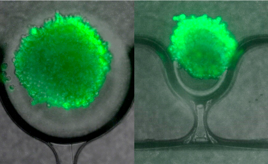 Exemple of use of the spheroid chip with fluorescence