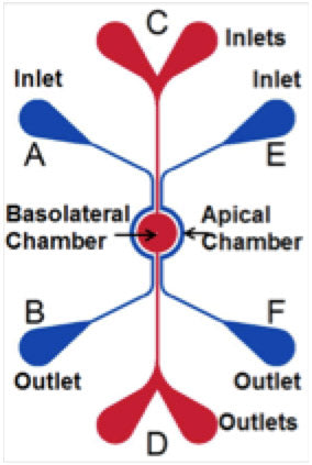 SynVivo IMN2 chip detail