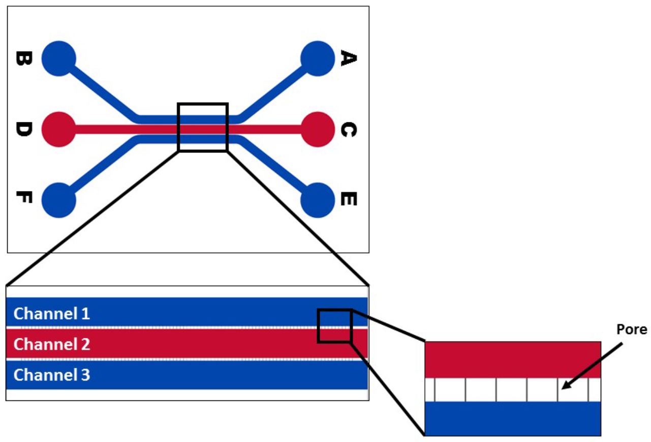 Organe sur puce - Modèle pulmonaire à interface air-liquide_Darwin Microfluidics