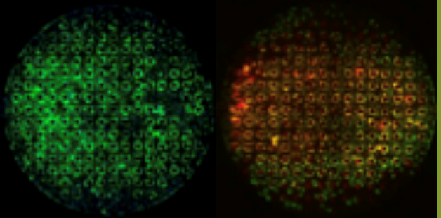 SynTox drug toxicity on cardiac cells