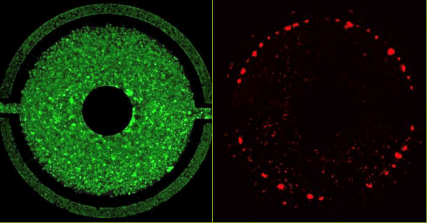 SynTox liver model with endothelial cells and hepatocytes