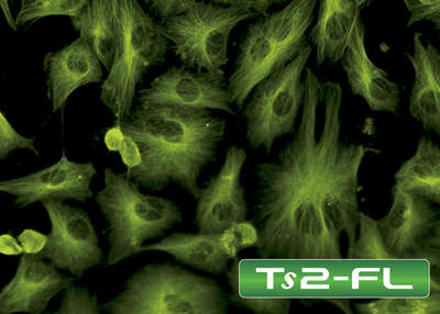 Ts2-FL cells gfp